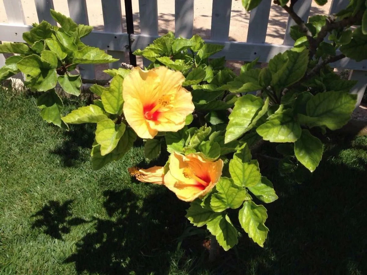 Bed & Breakfast La Casa Del Limoneto Bed and Breakfast Favignana